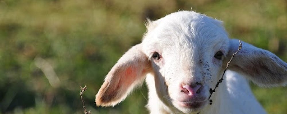 L’Agnello, simbolo della Pasqua anche a Milano