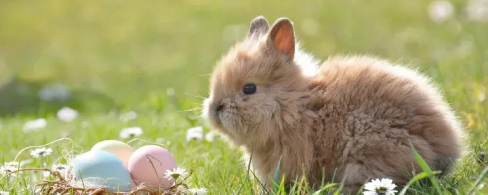 Perchè il giorno di Pasqua cambia ogni anno?